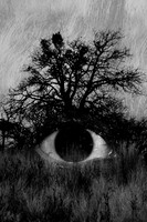 I Feel, I See